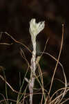 Bighead pygmycudweed